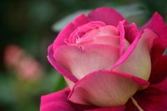 薔薇　希望