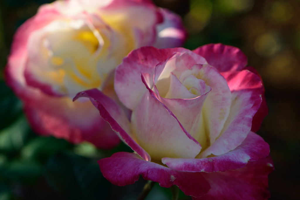 薔薇　ダブルデライト