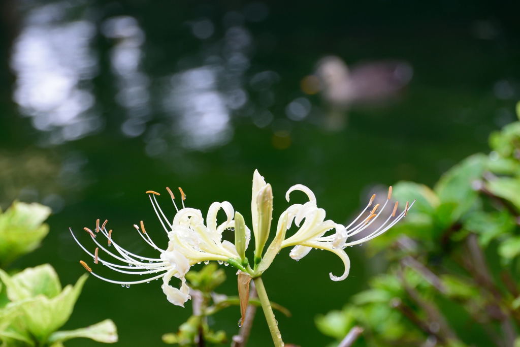 彼岸花　鴨
