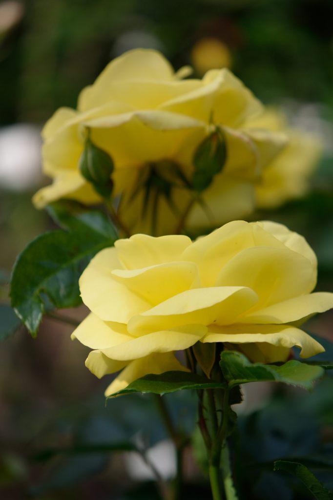 春薔薇の思い出28　エミーリノルデ