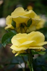 春薔薇の思い出28　エミーリノルデ