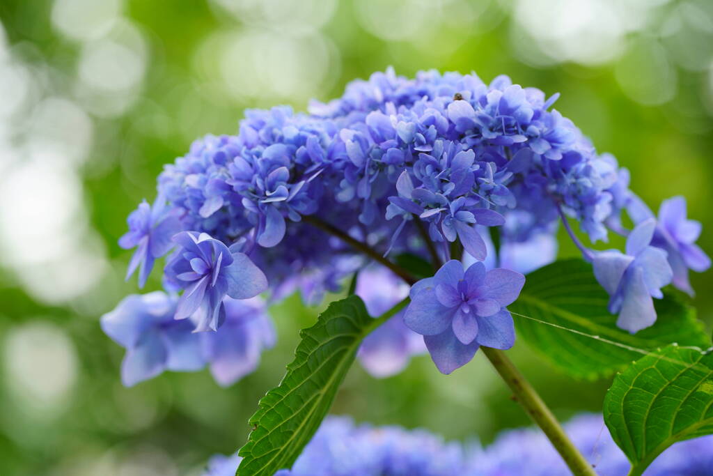 紫陽花　１０