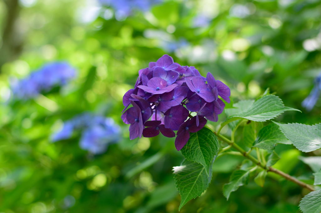 紫陽花　紫
