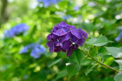 紫陽花　紫