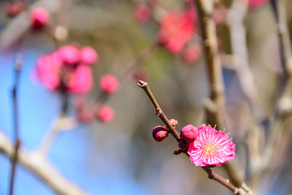 梅　蘇芳梅