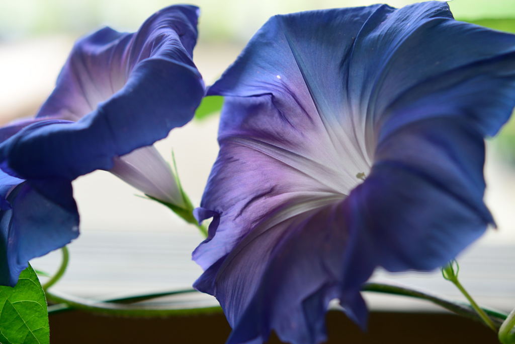 朝顔　浅黄の誉