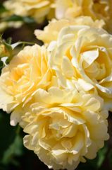 春薔薇の思い出06　ハニーブーケ