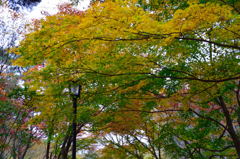 森林公園の紅葉　６