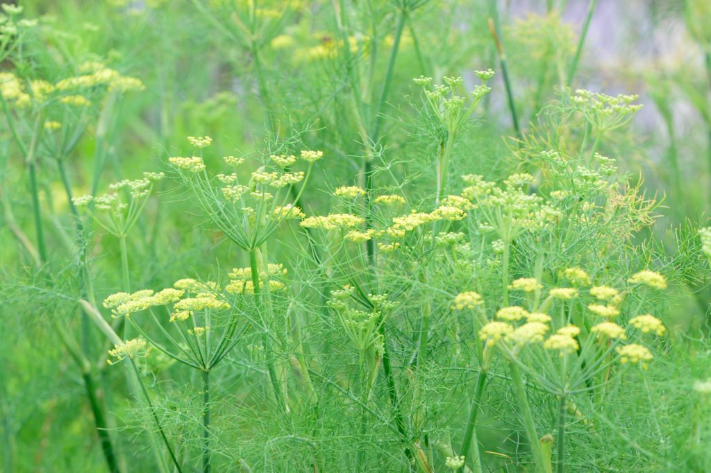 フェンネルの森