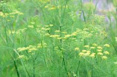 フェンネルの森