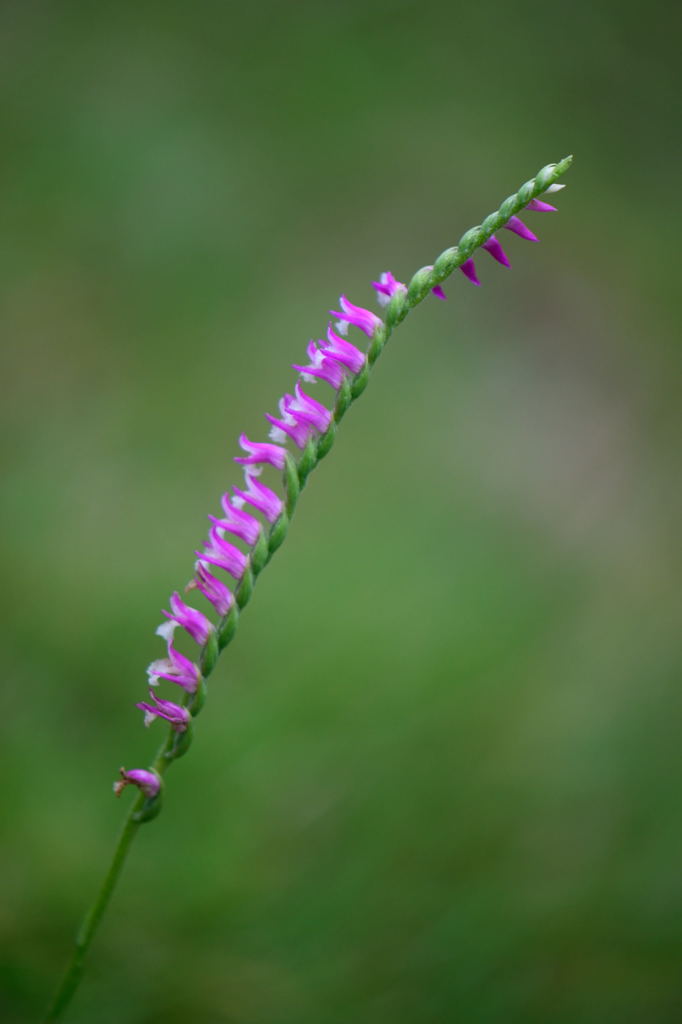 ねじ....れてない