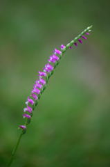 ねじ....れてない