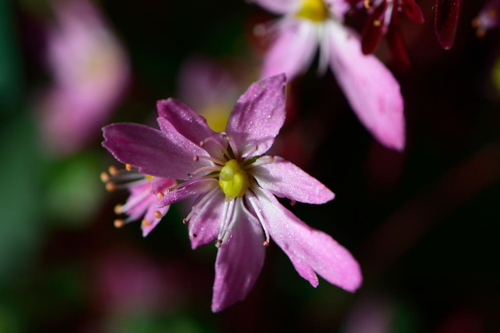 ダイモンジソウ　八重