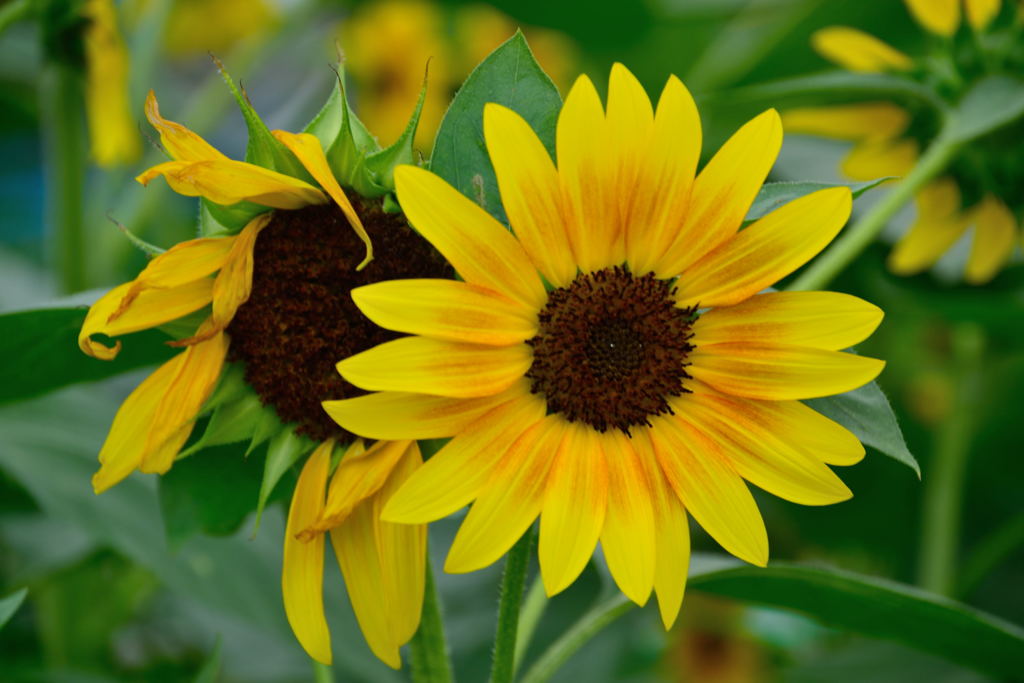 モネパレット　終