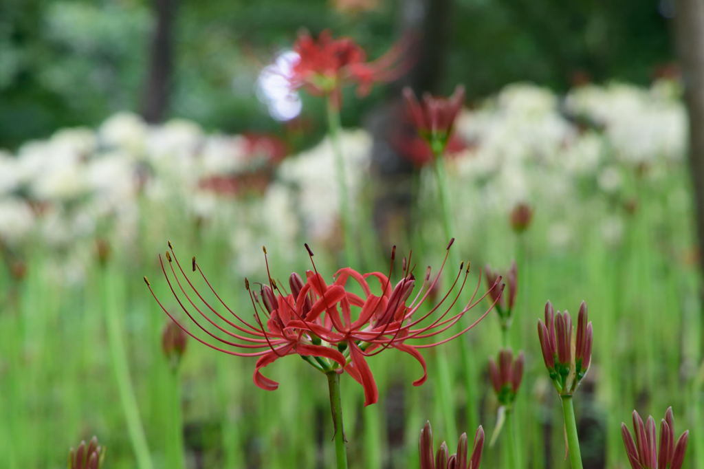 曼珠沙華　赤白
