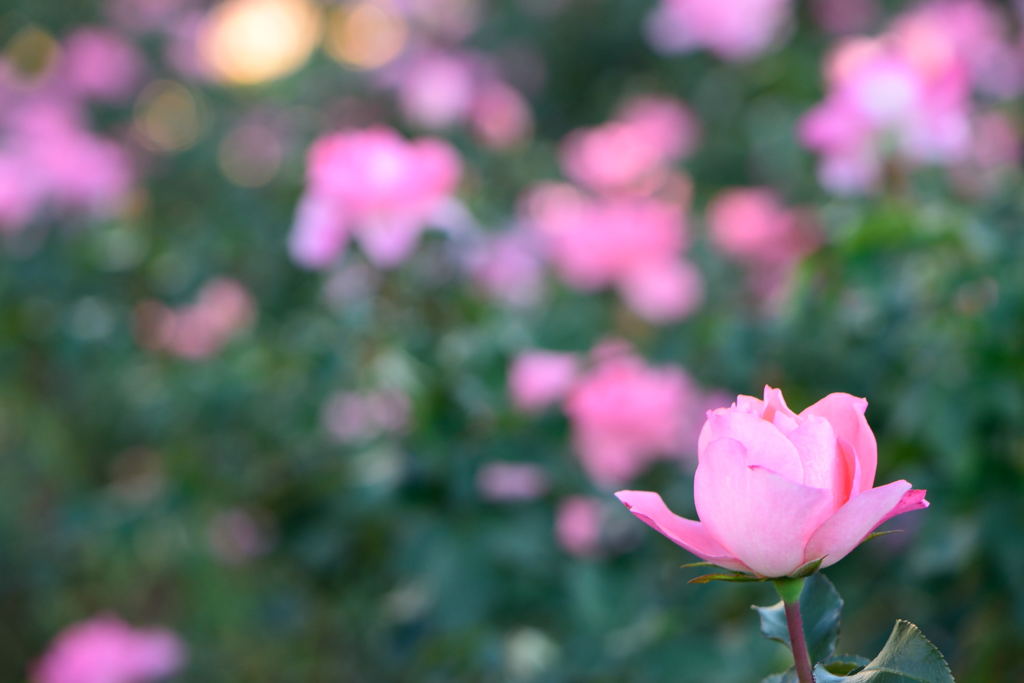 薔薇　ジャルダン　ドゥ　フランス