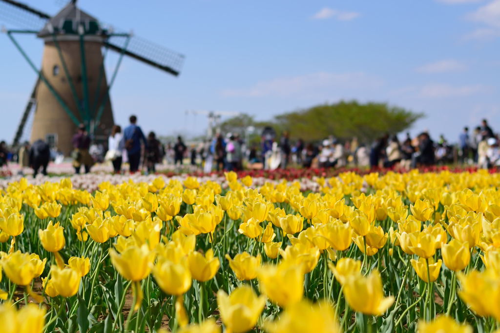 佐倉チューリップフェスタ　黄色