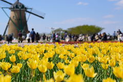 佐倉チューリップフェスタ　黄色