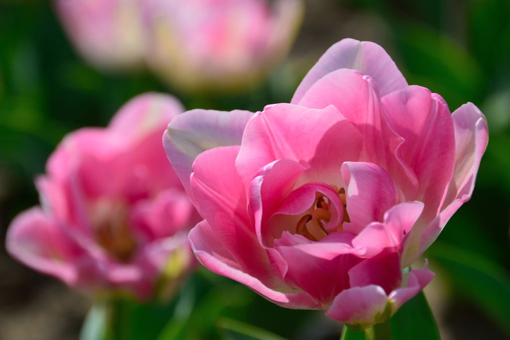 チューリップ　アップスター