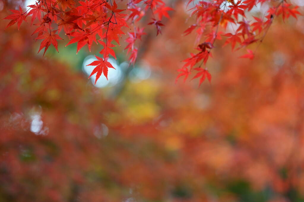紅葉　４