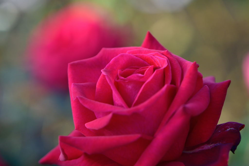 薔薇　マーラ　ルビンスタイン