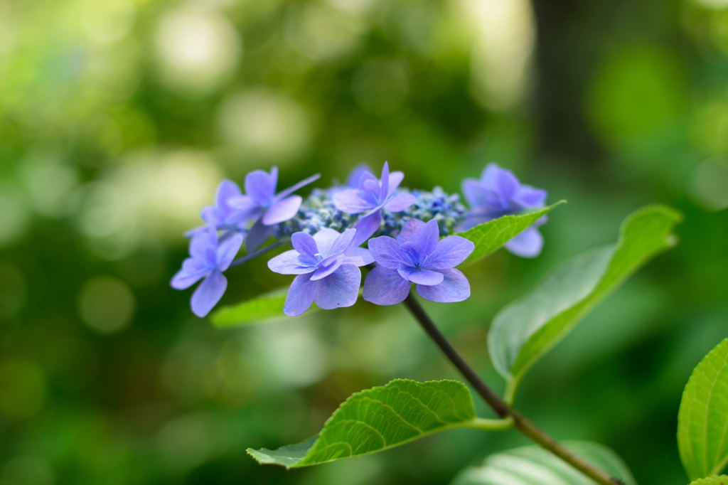 額紫陽花　城ケ崎