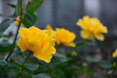 薔薇　オーストラリアンゴールド