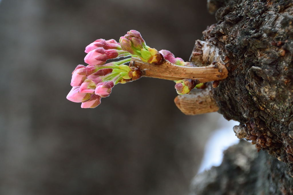 ソメイヨシノ　２