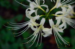 Lycoris radiata - White