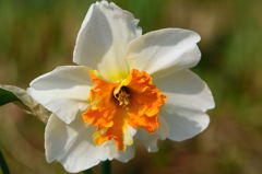 スプリットコロナ水仙　橙