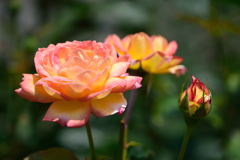 薔薇　朝雲　３