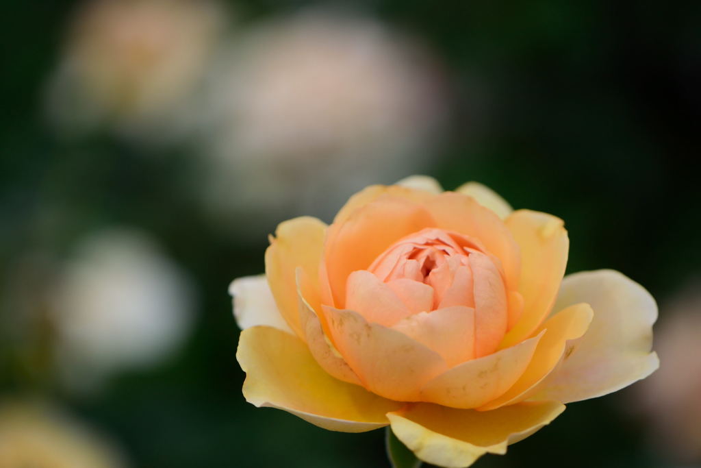 薔薇　アンゲリカ