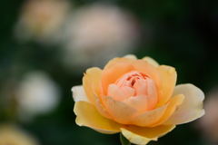 薔薇　アンゲリカ
