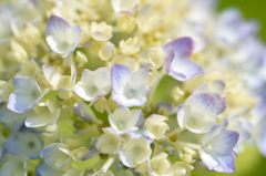 紫陽花 エンドレスサマー