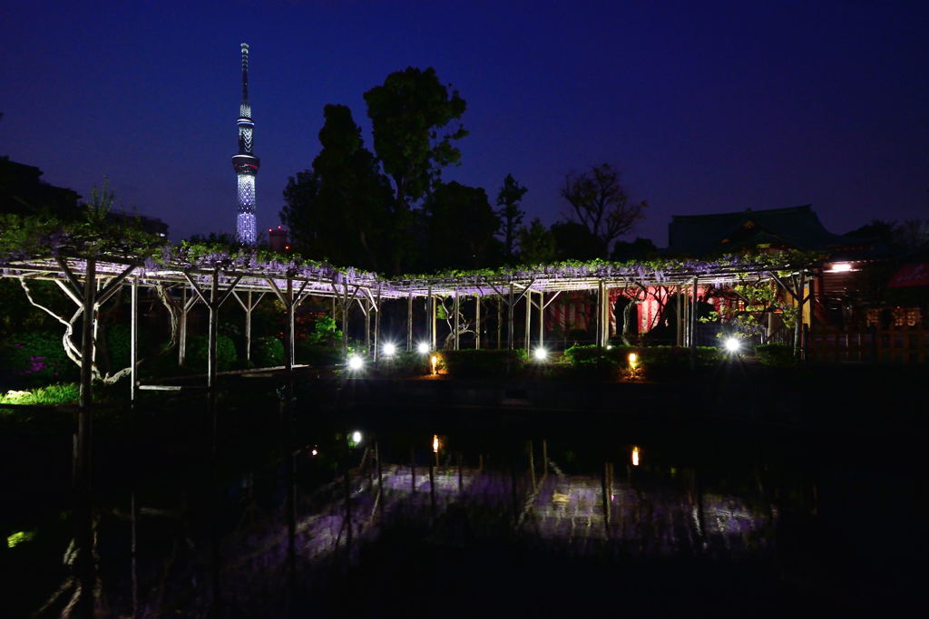 亀戸天神社　３