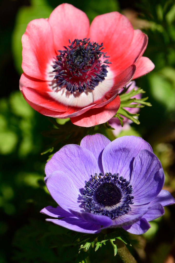 アネモネ　赤青