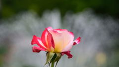 ダブルデライト