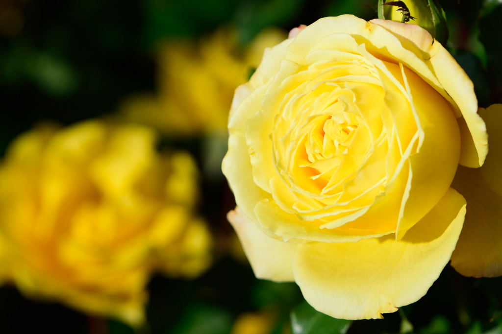 薔薇　ジーナロロブリジータ