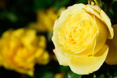 薔薇　ジーナロロブリジータ