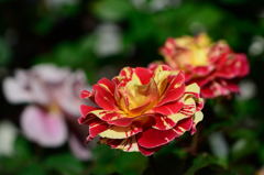 薔薇　ジョージバーンズ