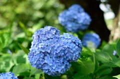 紫陽花　青