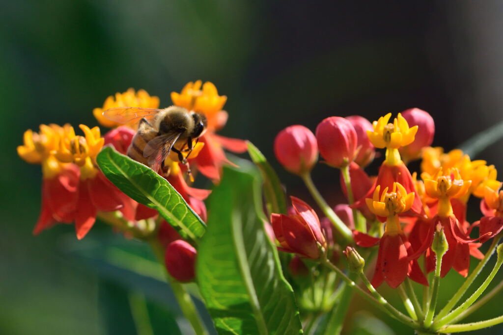トウワタ with Bee