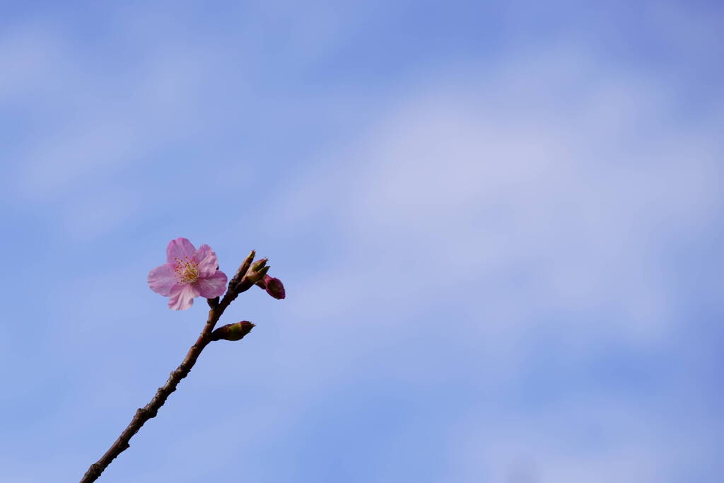 サクラサク