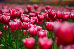 チューリップ　メリーウィドー