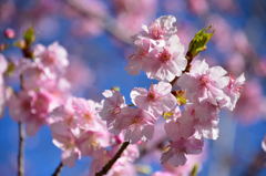 河津桜　ピンク
