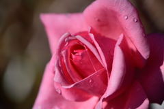 薔薇　ロイヤルアメジスト