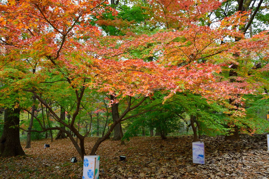 森林公園の紅葉　４