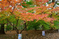 森林公園の紅葉　４
