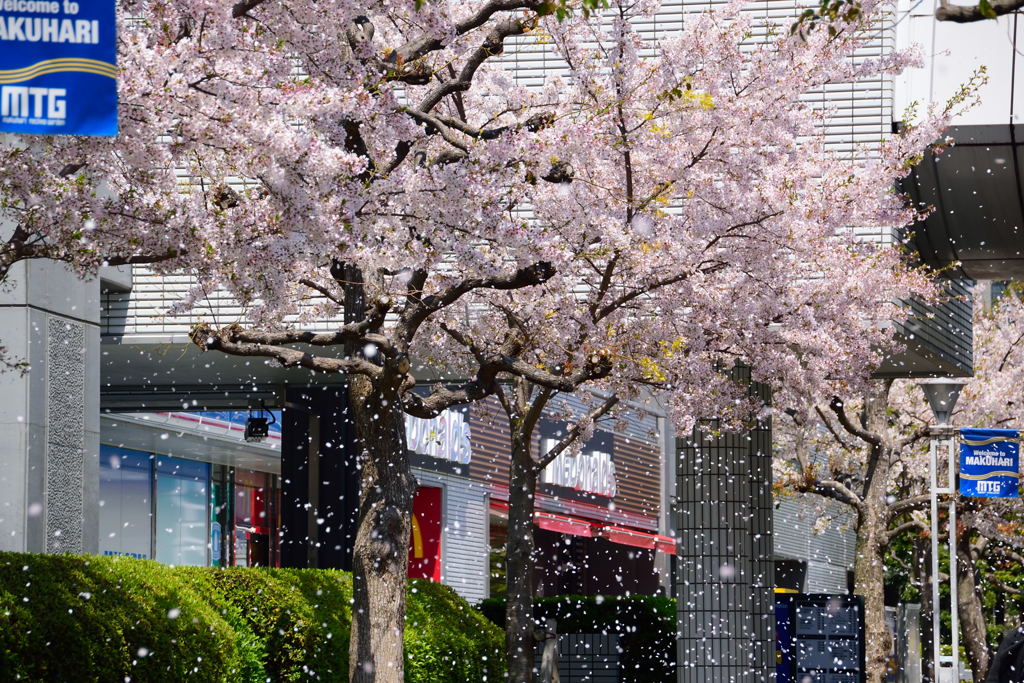 幕張的桜吹雪　１