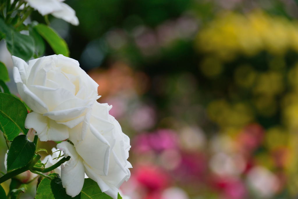 マイフィールド　２